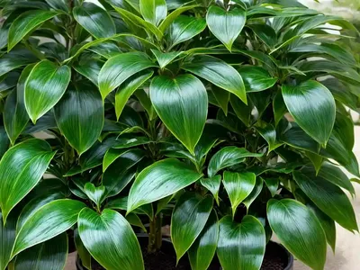 Spotted Laurel (Aucuba Japonica ‘Mr. Goldstrike’)