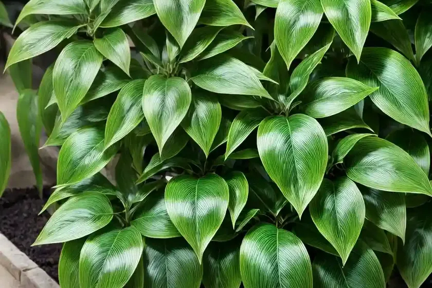 Spotted laurel (aucuba japonica ‘picturata’) — photo 3