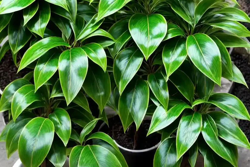 Spotted laurel (aucuba japonica ‘suruga benten’) — photo 2