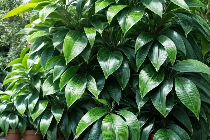 Spotted laurel (aucuba japonica ‘suruga benten’) — photo 3