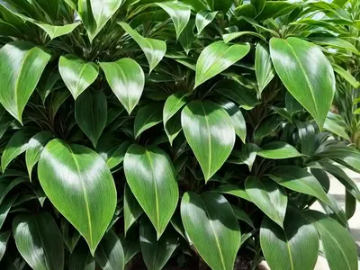 Spotted Laurel (Aucuba Japonica ‘Suruga Benten’)