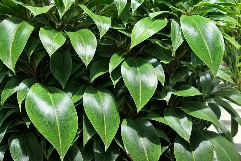 Spotted laurel (aucuba japonica ‘suruga benten’)