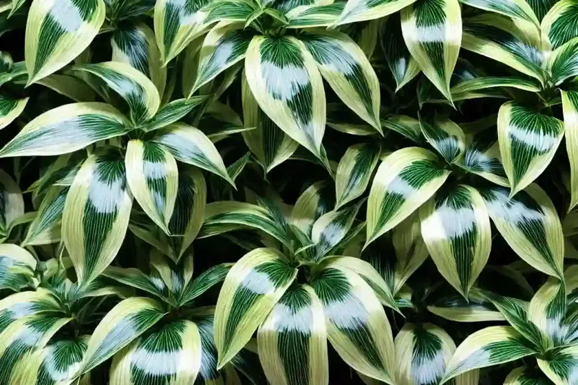 Spotted laurel (aucuba japonica ‘variegata’) — photo 3