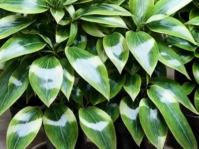 Spotted Laurel (Aucuba Japonica ‘Variegata’)
