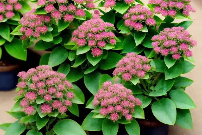 Spotted spurge (euphorbia maculata) — photo 3