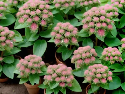 Spotted Spurge (Euphorbia Maculata)