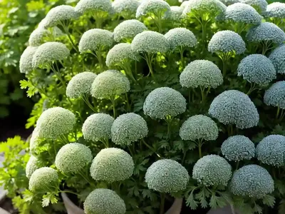 Spreading Hedge-parsley (Torilis Arvensis)