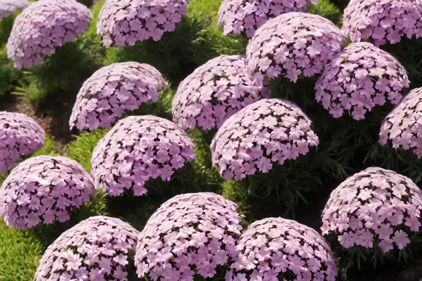 Spreading phlox (phlox diffusa) — photo 2