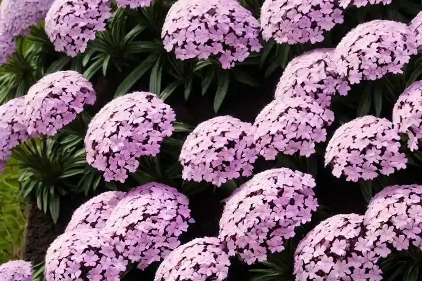 Spreading phlox (phlox diffusa) — photo 3