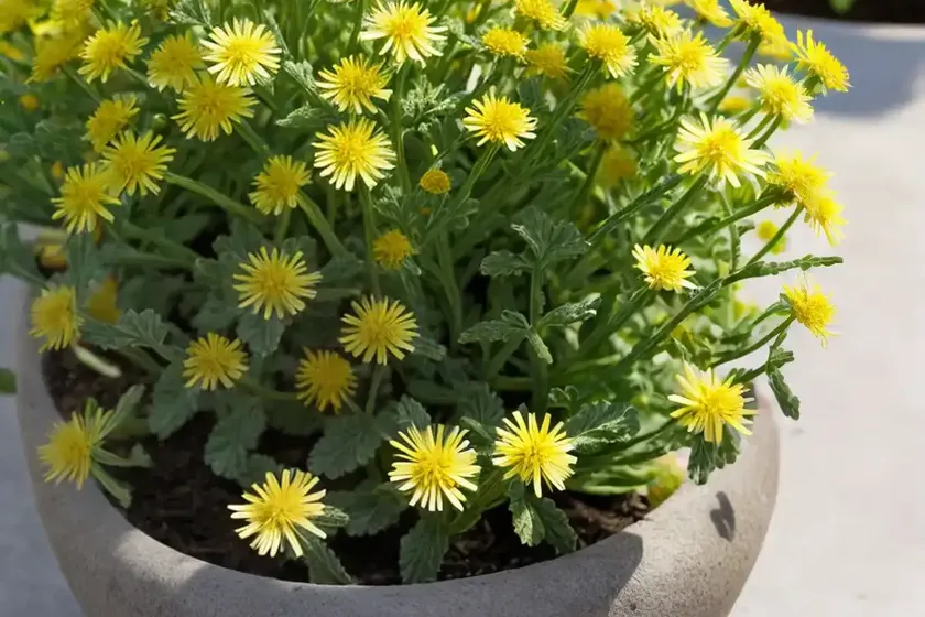 Spring groundsel, eastern groundsel (senecio vernalis) — photo 2
