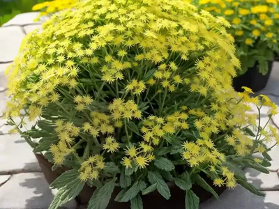 Spring Groundsel, Eastern Groundsel (Senecio Vernalis)