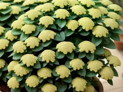 Spurge (Euphorbia)