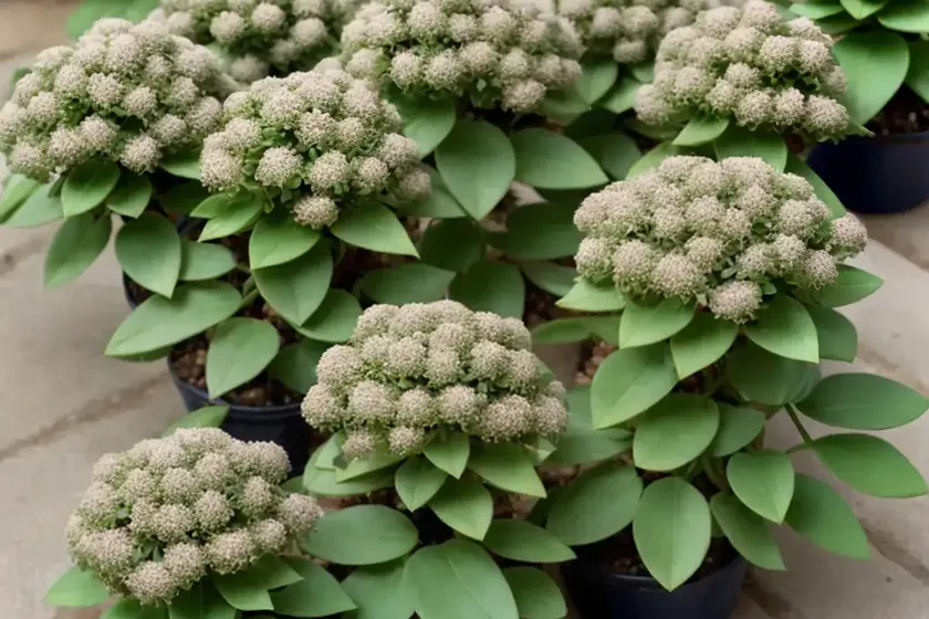 Spurge (euphorbia amygdaloides subsp. robbiae) — photo 3