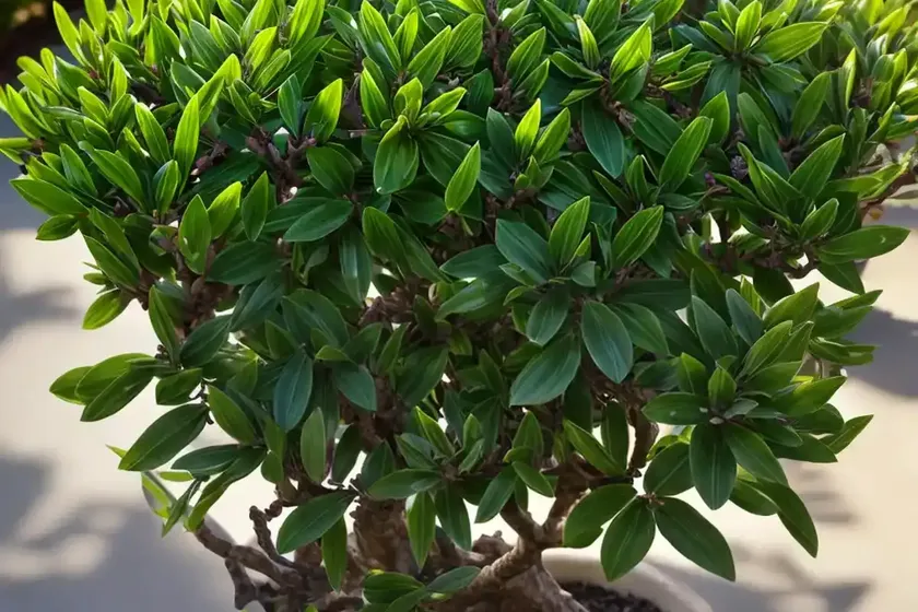 Spurge-laurel (daphne laureola) — photo 3