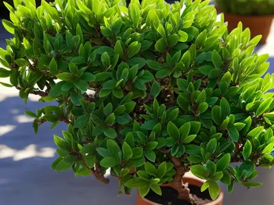 Spurge-laurel (Daphne Laureola)
