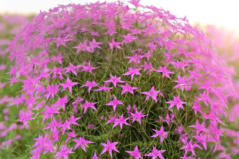 Square-stemmed willowherb (epilobium tetragonum) — photo 2
