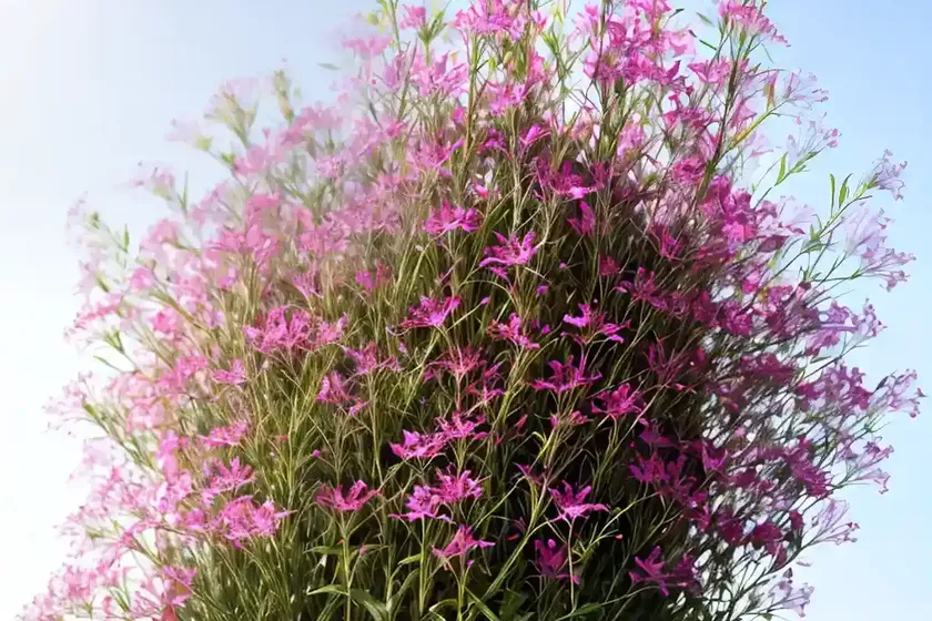 Square-stemmed willowherb (epilobium tetragonum) — photo 3