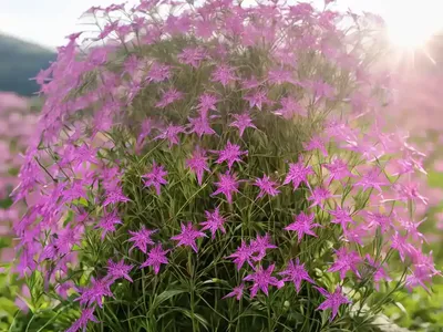 Square-stemmed Willowherb (Epilobium Tetragonum)