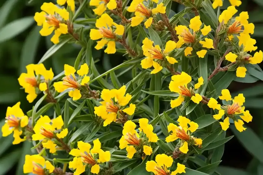 St. andrew’s cross (hypericum hypericoides) — photo 2