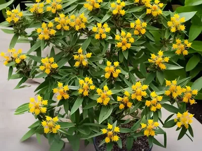 St. Andrew’s Cross (Hypericum Hypericoides)