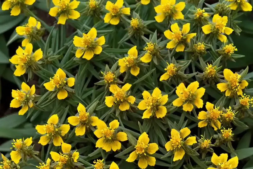 St john’s wort (hypericum perforatum) — photo 3