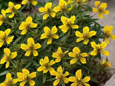 St John’s Wort (Hypericum Perforatum)