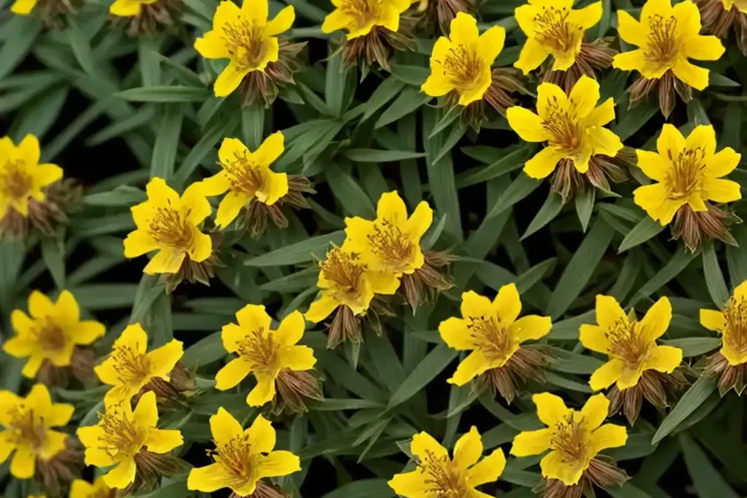 St. John’s Wort (Hypericum Perforatum ‘Topas’) — photo 2