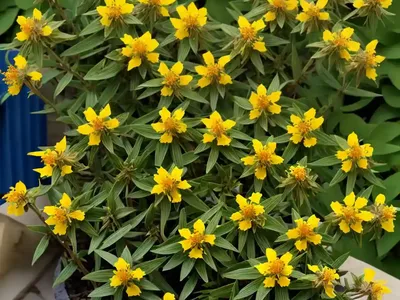 St. John’s Wort (Hypericum Perforatum ‘Topas’)