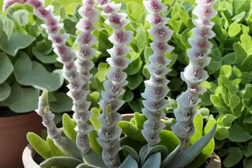 Stachys byzantina (lamb’s ears) — photo 2