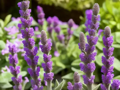 Stachys Macrantha ‘Superba’ (Big Betony)