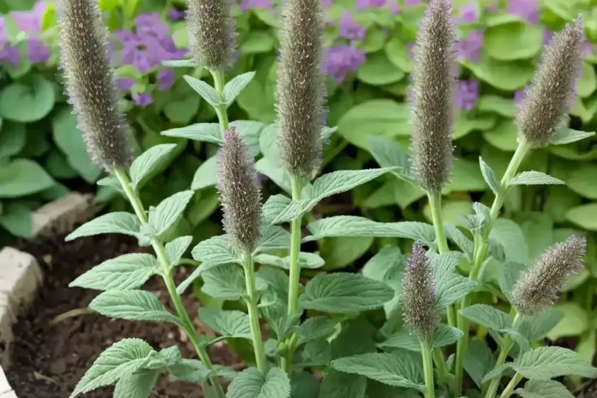 Stachys Officinalis ‘Hummelo’ (Bettony) — photo 3