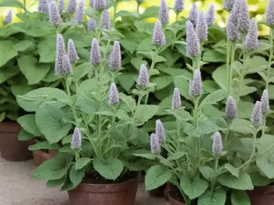 Stachys Officinalis ‘Hummelo’ (Bettony)