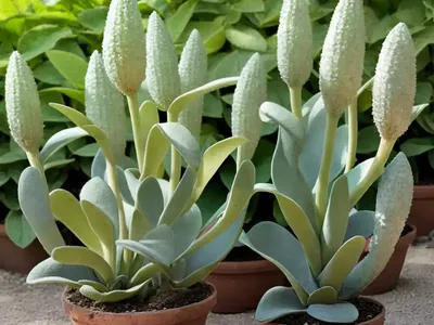 Stachys (Stachys Ocymastrum)