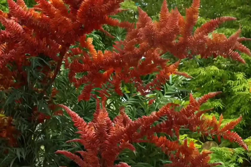 Staghorn sumac (rhus typhina ‘bailtiger’ tiger eyes) — photo 2