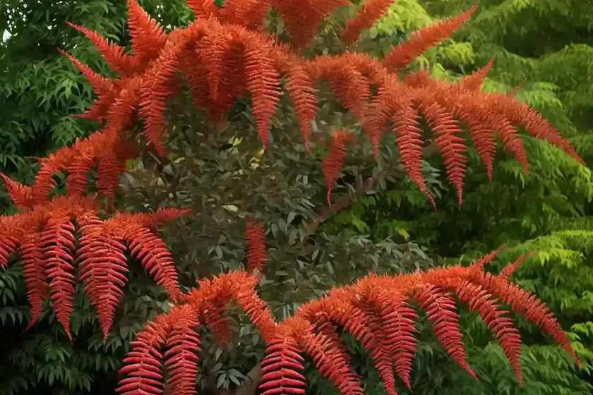 Staghorn sumac (rhus typhina ‘bailtiger’ tiger eyes) — photo 3