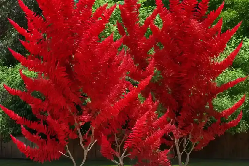 Staghorn sumac (rhus typhina ‘dissecta’) — photo 2