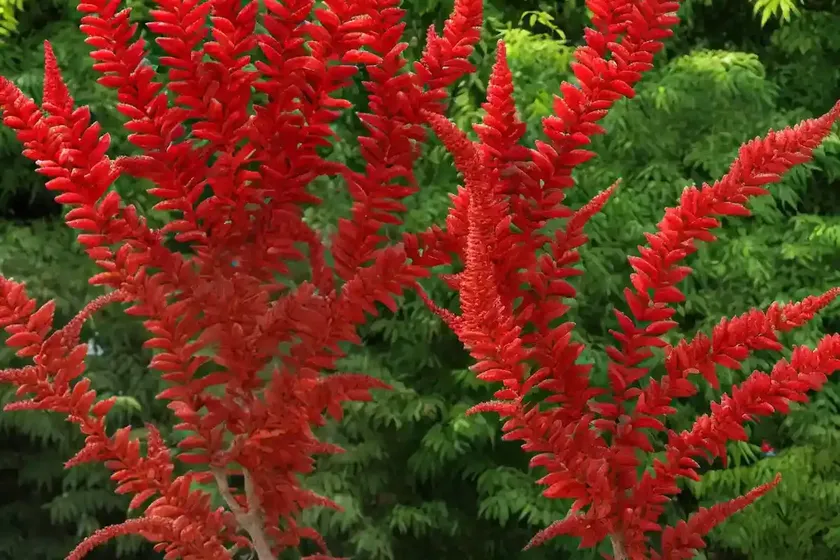 Staghorn sumac (rhus typhina ‘dissecta’) — photo 3