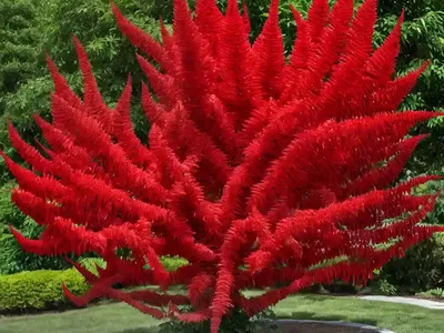 Staghorn Sumac (Rhus Typhina ‘Dissecta’)