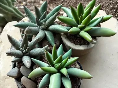 Star Cactus (Haworthia Retusa)