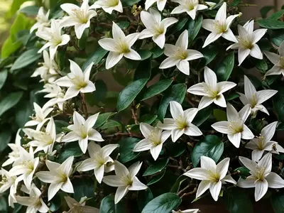 Star Jasmine (Trachelospermum Jasminoides)