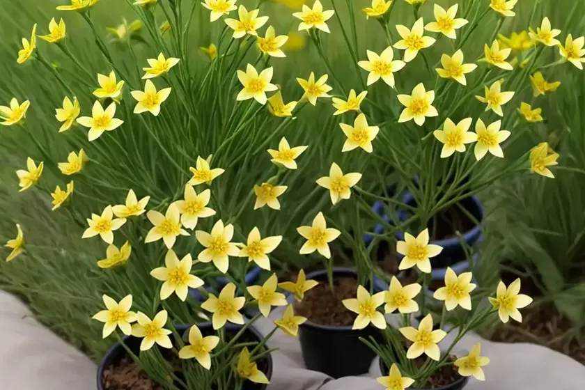 Star-of-bethlehem (gagea pratensis)