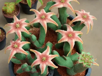 Starfish Cacti (Stapelia Grandiflora)