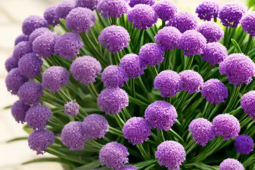 Statice (limonium sinuatum) — photo 2