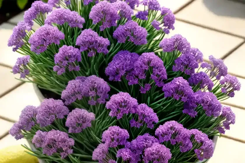Statice (limonium sinuatum) — photo 3