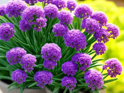 Statice (Limonium Sinuatum)