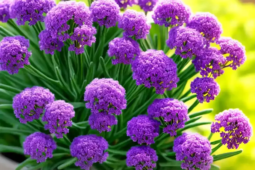 Statice (limonium sinuatum)