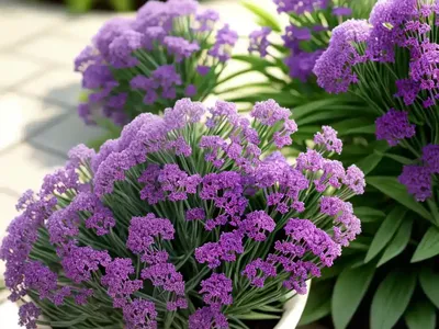 Statice (Limonium Sinuatum)