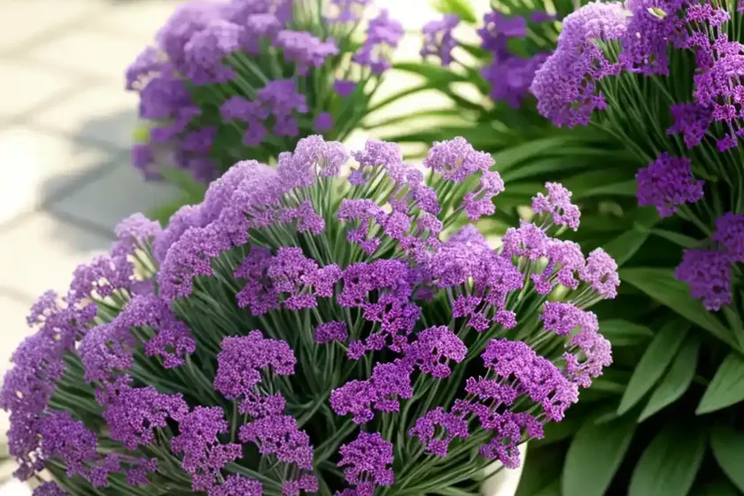 Statice (limonium sinuatum)