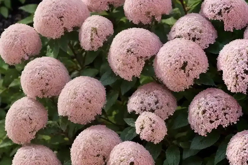 Steeplebush (spiraea tomentosa) — photo 2