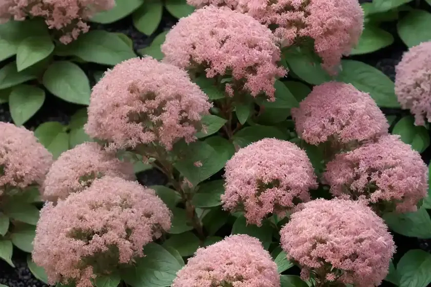 Steeplebush (spiraea tomentosa) — photo 3
